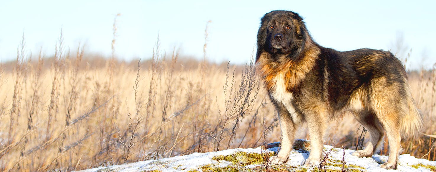 Dog Names Ending in en Popular Male and Female Names Wag!